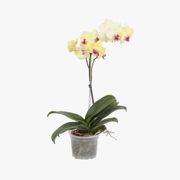 phalaenopsis_p15_004