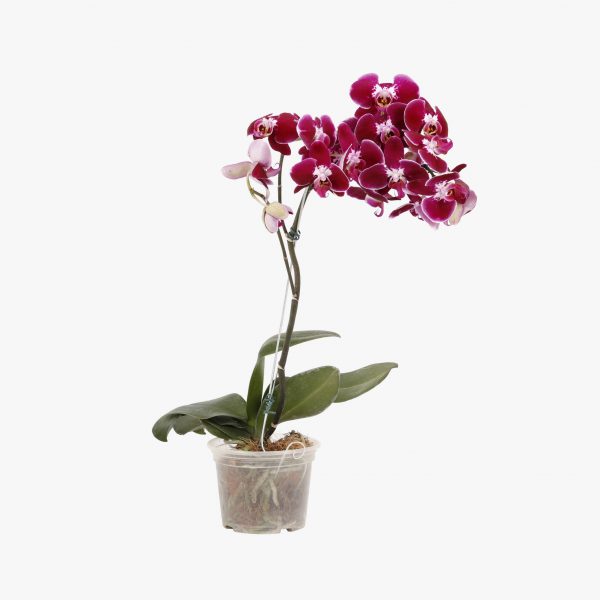 phalaenopsis_p15_005