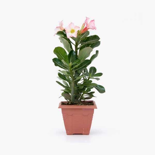 rosa_deserto_adenium_obesum_01