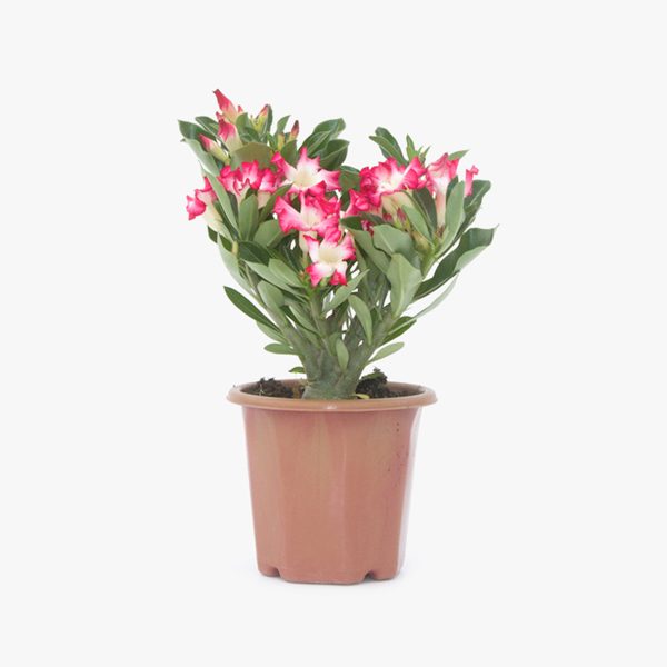 rosa_deserto_adenium_obesum_02