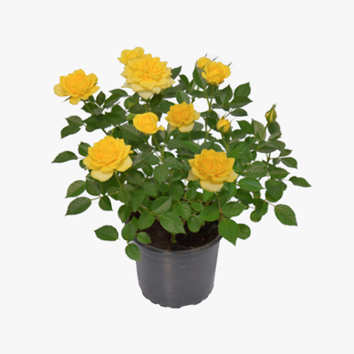 roseira_rosa_spp_01