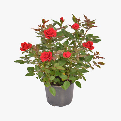 roseira_rosa_spp_02