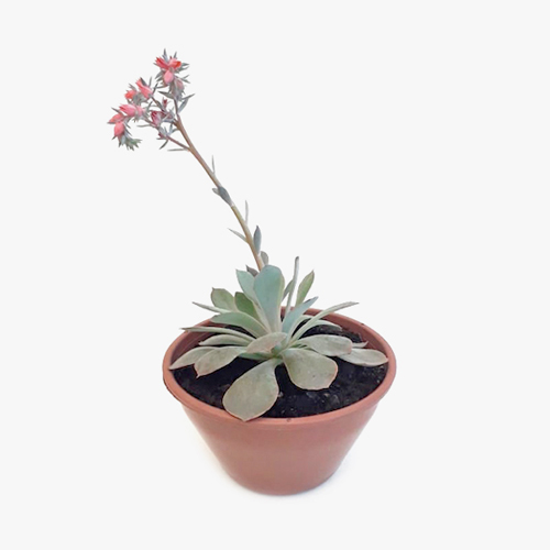 suculenta_004