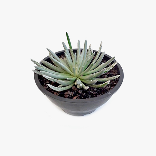 suculenta_007
