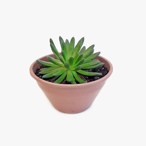 suculenta_008