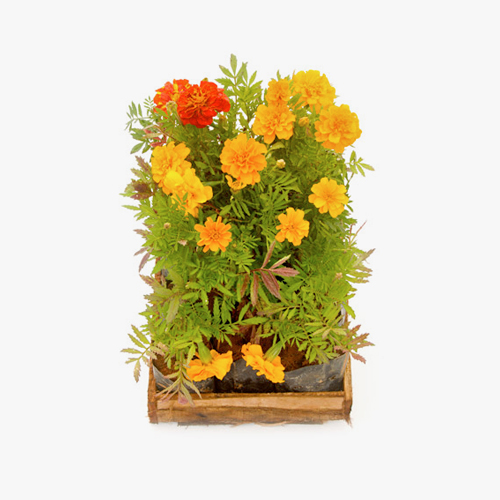 tagetes_forracao