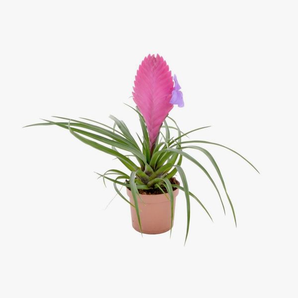 tillandsia_cyanea