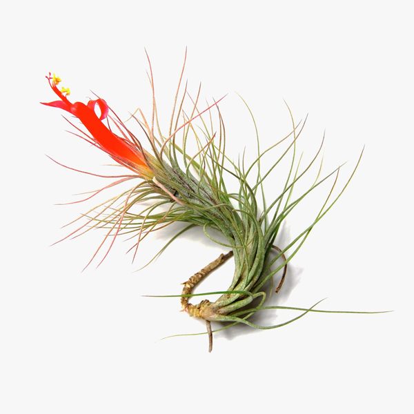 tillandsia_funkiana