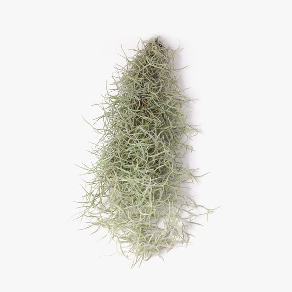 tillandsia_usneoides