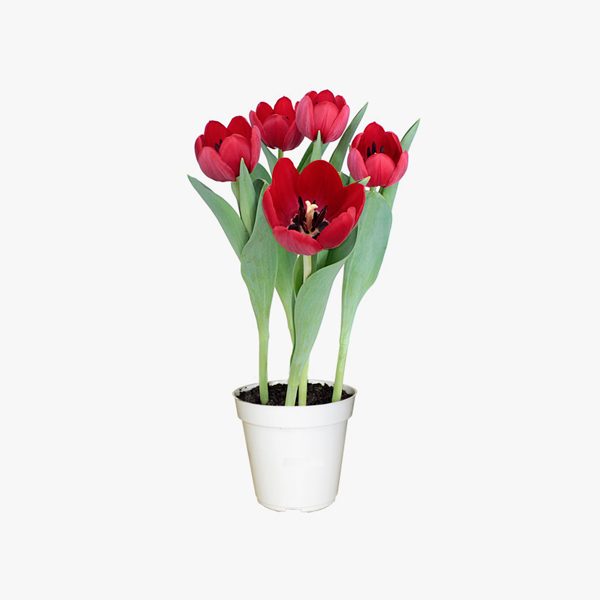 tulipa