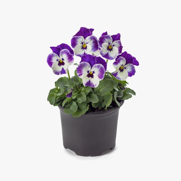 violeta