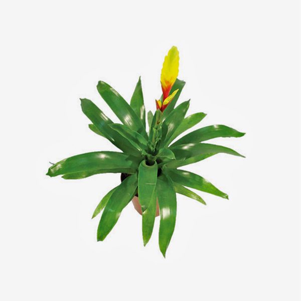 vriesea_amarela